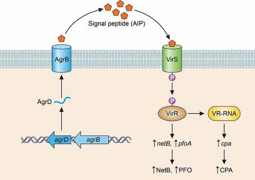 Figure 3. Current model for cross-talk between the VirS/VirR two-component regulatory system and the Agr-like quorum sensing system in C. perfringens. The AgrD peptide is processed by AgrB (and perhaps other unidentified factors) to form a cyclic autoinducing signaling peptide (AIP). AIP then binds to VirS, which in turn phosphorylates (p) VirR. The phosphorylated VirR protein then binds to VirR boxes upstream of some toxins genes (e.g. the pfoA gene) and upstream of the vrr gene encoding VR-RNA. VR-RNA then leads to increased transcription of genes encoding toxins such as CPA. This reults in increased production of those toxins. Based upon [Citation162,Citation308]