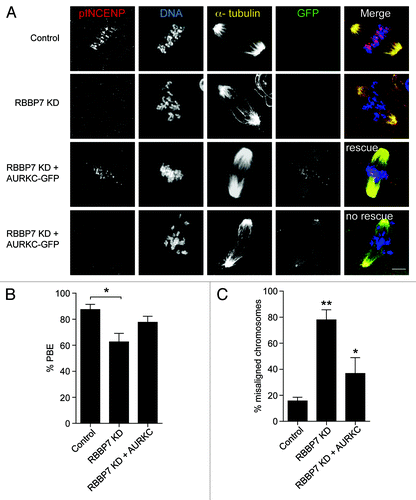 Figure 9. Overexpression of AURKC rescues the defects observed in RBBP7 knockdown oocytes. Full-grown oocytes were injected with the indicated materials and matured in vitro for 18 h, prior to fixation and detection of phosphorylated INCENP (pINCENP; red), the spindle (α-tubulin; yellow), and DNA (DAPI; blue). (A) Representative confocal images of each treatment group. In the “rescue” group, AURKC-GFP signal was found at kinetochores (green), whereas in the “no rescue” group, AURKC-GFP signal was at the spindle poles. Scale bar represents 10 μm. (B and C) Quantification of the percentage of oocytes in (A) that extruded a polar body (PBE), and had chromosome misalignment, respectively. The experiments were performed 3×, and at least 15 oocytes were analyzed for each sample. The data are expressed as mean ± SEM; One-way ANOVA was used to analyze the data. Values with asterisks vary significantly, * P < 0.05, **P < 0.01.