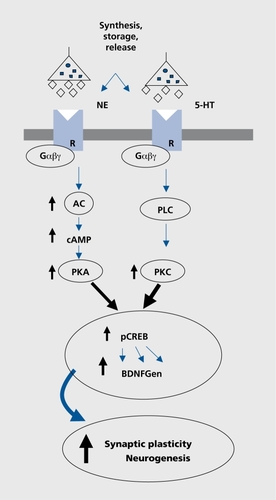 Figure 2. Signal transduction cascade; potential candidate genes for mechanisms of antidepressant action. NE, norepinephrine; 5-HT, 5-hydroxytryptamine (serotonin); R, G-protein-coupled receptor; Gαβγ, G-protein-Gαβγ complex; AC, adenylylcyclase; PLC, phospholipase C; cAMP, cyclic adenosine monophosphate; PKA/PKC, protein kinase A/C; pCREB, phosphorylated cAMP response element-binding (protein); BDNFGen, brain-derived neurotrophic factor gene.