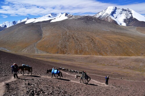 Figure 2. A convoy of horses carrying material for trekkers is ascending the Kongmaru La pass. Photo by Jigmat Lundup.