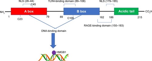 Figure 1 The structure of HMGB1.Notes: The HMGB1 protein is composed of 215 amino acid residues and can be divided into three parts. Each part contains various function domains and exerts corresponding functions like DNA binding.Abbreviations: HMGB1, high-mobility group box 1; NLS, nuclear localization sites; TLR, toll-like receptor; RAGE, receptor for advanced glycation end products.