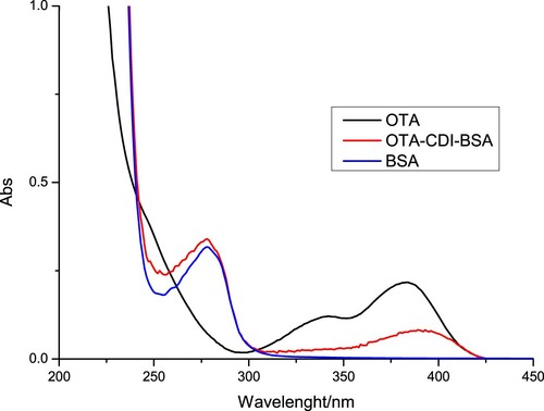 Figure 2. The UV spectra characterization for OTA-CDI-BSA, OTA, and BSA.