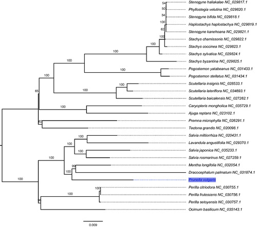 Figure 1. The maximum likelihood (ML) tree inferred from 29 chloroplast genomes. The position of Prunella vulgaris is shaded and bootstrapping values are listed for each node.