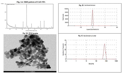 Figure 1. Characterization of CoO-NPs. (A) XRD pattern of CoO-NPs. (B) Zeta potential distribution. (C) TEM imaging. (D) Size distribution by number.