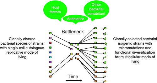 Figure 4. Factors contributing to the selection of pseudomonal syntrophy. Host defense, presence of other species of bacteria, and antimicrobial treatment play a role in selection of a successfully adapted P. aeruginosa (in green, and another coexisting bacterial species in orange), a multicellular clonal conglomerate with divergent phenotypes and isogenic mosaicism (same color in various shapes), symbiotic to the diseased host airway.