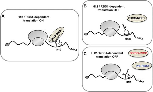 Figure 7. Model depicting the role of RBS1 domain of Gemin5 on H12-dependent translation. The RBS1 domain of Gemin5 recognizes the SL1 stem–loop of H12 sequence in Gemin5 mRNA through the PXSS motif, regulating its translation (A). Alteration on the mutual elements involved in RBS1-H12 interaction, such as the loss of RNA secondary structure in SL1 (H12d) (B) or the substitution of residues PXSS (C), hampers the selective translation stimulation of the Gemin5 mRNA.