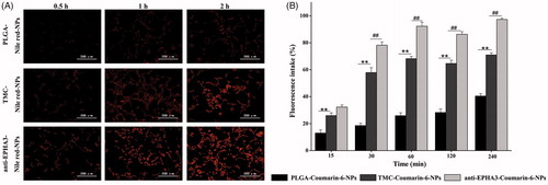 Figure 2. (A) Fluorescence microscopy images of C6 cells incubated with Nile red-loaded NPs. (B) Mean percentages of coumarin-6 NP uptake by C6 cells, as determined by flow cytometry. Values represent the mean ± SD (n = 3). **p < .01 versus P-NPs; ##p < .01 versus T/P-NPs. NPs: nanoparticles.