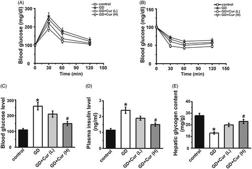 Figure 1. Effects of curcumin (Cur) on gestational diabetes (GD) mice. On gestation day 10, both glucose (A) and insulin (B) tolerance were measured. On gestation day 20, fasting blood glucose (C) and insulin (D) levels were detected and hepatic glycogen content (E) was measured. Cur: curcumin; GD: gestational diabetes; GD + cur (L): GD mice administrated with cur (50 mg/kg); GD + cur (H): GD mice administrated with cur (100 mg/kg). *p < 0.05, compared with control; #p < 0.05, compared with GD.