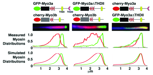 Figure 1. Filopodia from COS7 cells co-expressing GFP-Myo3a and cherry-Myo3b consistently display GFP-Myo3a accumulated at their extreme tips, while cherry-Myo3b consistently trails behind Myo3a with a relatively longer tip-to-base decay length (left column). GFP-Myo3a with and without the 3THDII actin-binding site (GFP-Myo3aΔTHDII) consistently accumulates at filopodia tips ahead of GFP-Myo3b (left and middle columns, respectively), while GFP-Myo3a does not exclude GFP-Myo3aΔTHDII (right column). The black and gray boxes are the motor domains of Myo3a and Myo3b, respectively. The red crescents represent the IQ domains.