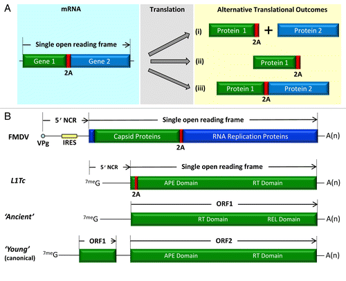 Figure 1. Sequences encoding protein domains (or complete genes) can be concatenated via 2As to create a single ORF.Citation6-Citation10 The mRNA encodes a single ORF, translation potentially giving rise to three, alternative, products—depending upon the recoding activity of the 2A sequence in question. Outcome (i) corresponds to the production of two, individual, translation products—protein 1 with a C-terminal extension of 2A plus protein 2. Outcome (ii) arises from termination of translation at the C-terminus of 2A. Outcome (iii) produces a full-length translation product (A). The genomic organization of the picornavirus foot-and-mouth disease virus is shown (~8,500 nts). The 5′ terminus of the vRNA is covalently bound to an oligopeptide (VPg), rather than a 7meG mRNA cap structure. The long 5′NCR comprises an internal ribosome entry sequence (IRES) which initiates translation of the long ORF in a cap-independent manner. The capsid proteins polyprotein domain is separated from the replication protein domains by the recoding activity of 2A. The structure of the L1Tc transcript RNA is shown with the position of 2A in the N-terminal region of the ORF. For comparison, the equivalent RNA organisations are shown for the “ancient” type of non-LTR (a single ORF comprising RT and REL domains), together with the canonical “young” non-LTRS encoding 2 ORFs, in which the REL domain in ORF2 is supplanted by the APE domain (B).