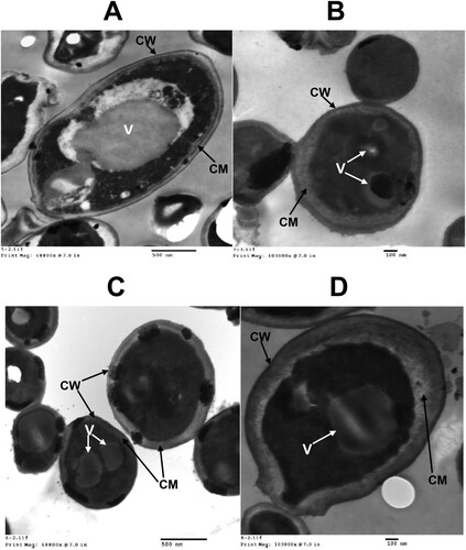 Figure 2. Micrographs of ultrathin sections of C. albicans in (A) absence of Cu or PCMX; (B) presence of 0.2 mM Cu; (C) presence of 20 ppm PCMX; and (D) presence of 0.2 mM Cu + 20 ppm PCMX. The micrograph illustrate some of the important cell structure e.g. cell wall (CW), cell membrane (CM), and vacuoles (V).