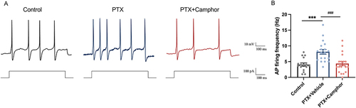 Figure 5 Ex vivo camphor reduces neuronal hyperexcitability of DRGs from PTX-induced pain mice. Traces (A) and bar graph (B) showing the effects of camphor on firing frequency in nociceptive neurons. n=12 cells in six mice. ***p<0.001, ###p<0.001.