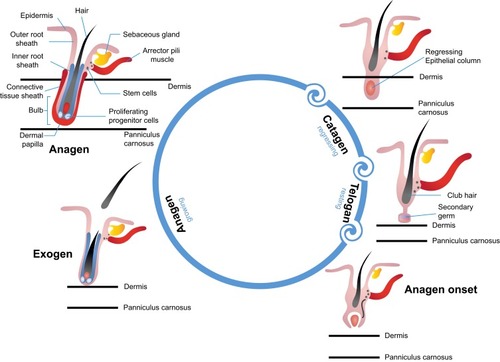 Figure 1 Anatomy of the HF and the hair cycle.