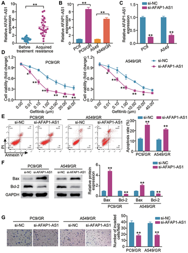 Figure 1 LncRNA AFAP1-AS1 silencing blunts gefitinib-resistant cells proliferation, invasion and induces cell apoptosis. (A) AFAP1-AS1 expression levels in LUAD cancer tissues were assessed by qRT-PCR in patients before gefitinib treatment and patients who developed acquired resistance to gefitinib. **P < 0.001 vs Before treatment. (B) AFAP1-AS1 was up-regulated in lung cancer cells with acquired resistance (PC9/GR and A549/GR cells). **P < 0.001 vs PC9 or A549. (C) qRT-PCR analysis for AFAP1-AS1 expression in cells transfected with si-lncRNA AFAP1-AS1(si-AFAP1-AS1) and si-NC for 24 h. **P < 0.001 vs si-NC. (D) CCK-8 assays showed that siRNA knockdown of AFAP1-AS1 remarkably reduced the proliferative capacity of PC9/GR and A549/GR cells. *P < 0.05 and **P < 0.001 vs si-NC. (E) Apoptosis detected by flow cytometry, demonstrated siRNA knockdown of AFAP1-AS1 as observed by a remarkably increase in the apoptosis of PC9/GR and A549/GR cells. **P < 0.001 vs si-NC. (F) Bax and Bcl-2 protein expression were measured by Western blot in PC9/GR and A549/GR cells silenced AFAP1-AS1. **P < 0.001 vs si-NC. (G) Transwell assays showed that the siRNA knockdown of AFAP1-AS1 remarkably reduced the invasion capacity of PC9/GR and A549/GR cells. **P < 0.001 vs si-NC.