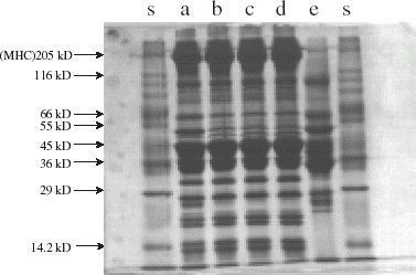 Figure 3. SDS-PAGE pattern of total proteins from unwashed and washed oil sardine meat. Lane s—standard markers; a—unwashed meat; b—once washed meat; c—thrice washed meat; d—five times washed meat.