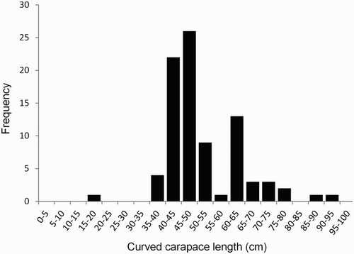 Figure 2. Size-class frequency distribution of green turtles in New Zealand recorded from 1895 to 2013. Mean curved carapace length (CCL) = 51.9 cm (SD ± 11.6 cm, n = 86).