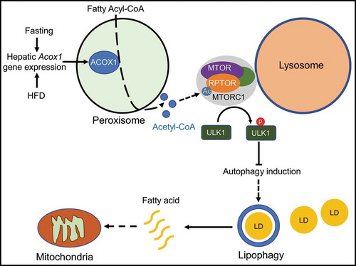 Figure 1. A model depicting the proposed molecular mechanism through which peroxisomal β-oxidation regulates MTORC1 activation to inhibit lipophagy. The expression of the peroxisomal fatty acid oxidation enzyme ACOX1 increases with fasting or HFD, resulting in increased production of acetyl-CoA, which is channeled to lysosomes for acetylation of the MTORC1 component RPTOR; this leads to MTOR activation. Phosphorylation of ULK1 at Ser757 by MTOR suppresses the induction of autophagy and lipophagy. Fatty acids liberated through lipophagy may be oxidized in mitochondria.