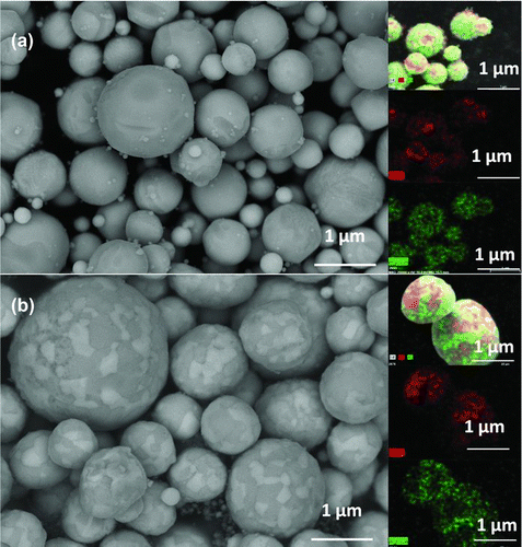 FIG. 2(a) SEM images of AgCu particles, which were composed of 60 at% Ag and 40 at% Cu and generated at 750°C. A 2.5 L/min N2 was used as carrier gas. (b) Backscatter SEM images of AgCu. Particles were composed of 40 at% Ag and 60 at% cu and generated at 750°C. 2.5 L/min N2 was used as carrier gas. (Color figure available online.)
