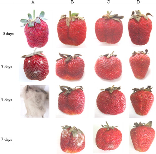 Figure 4 Effects of SF-BFV and BFV vapour on the growth of B. cinerea-inoculated strawberry fruit. Untreated control fruits were stored at room temperature (A) and 4 °C (B). The SF-BFV sprayed fruits (C) and BFV vapour-treated fruits (D) were both stored at 4 °C.