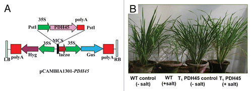 Figure 1. (A) Schematic structure of the pCAMBIA1301-PDH45 construct used for rice plant transformation. (B) PDH45 overexpressing T1 transgenics and WT rice plants under salt stressed (200 mM NaCl) and non-stressed conditions after 3 mo. Treatments: WT+salt, WT-salt, T1-PDH45+salt, T1-PDH45-salt.