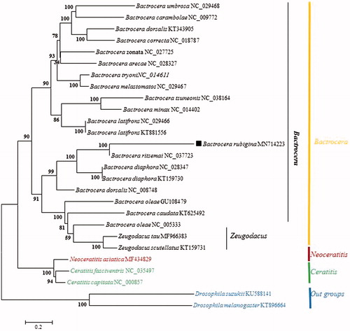 Figure 1. Neighbor-joining (NJ) phylogenetic tree of Bactrocera rubigina based on the concatenated the nucleotides of the 13 PCGs and 2 rRNAs by MEGA 6.0.