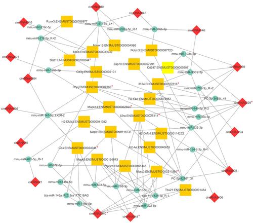 Figure 5 CircRNA–miRNA–mRNA network based on the filtered mRNAs associated with collagen fibril organization function in Gene Ontology (GO) analysis. The yellow square represents mRNAs, the green circle represents miRNAs, and the red diamond represents circRNAs. Their regulatory relationships are displayed as lines between them. The red “*” marked the verified genes by qRT-PCR.