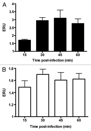 Figure 2. Infection by B. melitensis increases VAMP3 expression in J774.A1 macrophtages. J774.A1 cells were infected with B. melitensis (solid bars) or S. enterica serotype Enteritidis (SeE) (open bars) at a MOI of 50:1, at 37°C. After 15, 30, 45 and 60 min cultures were washed and cells harvested for RNA purification. VAMP3 mRNA was quantified as described in Materials and Methods. Values are expressed in expression relative units (ERU). Bars represent the fold increase compared with respective control cells at the same time points, by the Pfaffl equation. These results are representative of three independent experiments conducted in triplicate.