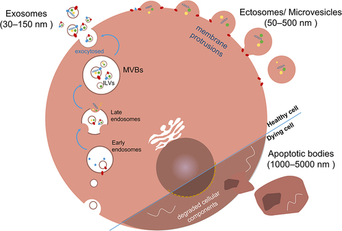 Figure 4 Extracellular vesicle (EVs) classification and biogenesis. EVs usually categorize EVs into different types based on size, biogenesis, and functions, namely exosomes, ectosomes/microvesicles, and apoptotic bodies. Exosomes originate from MVBs and are released into the extracellular space through exocytosis. Ectosomes/ microvesicles form through plasma membrane protrusions and detach to enter the extracellular environment. Apoptotic bodies, resulting from cell death, contain biomaterial from the dying cell.Citation4,Citation56