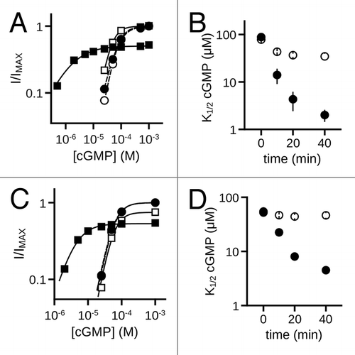 Figure 9. MMP9 increases the ligand sensitivity of rod homomeric CNGA1 and heteromeric CNGA1 + CNGB1 channels. (A) Representative dose-response curves for activation of control (open symbols) and MMP9 treated (closed symbols) A1 channels by cGMP at t0 (circles) and t40 (squares). Currents were normalized to the maximum t0 cGMP current. Parameters of best fit Hill curves (t0, hashed line; t40, solid line) for each condition shown are as follows: control, K1/2,t0 = 75.9 μM, nH = 2.2, IMAX = 1.0, K1/2,t40 = 43.9 μM, nH = 2.2, IMAX = 1.0; MMP9 K1/2,t0 = 75.3 μM, nH = 1.8, IMAX = 1.0, K1/2,t40 = 1.5 μM, nH = 0.9, IMAX = 0.50. (B) Time course for the change in cGMP apparent affinity of A1 channels for control (open circles) and MMP9-treated (filled circles) patches following excision. (C) Representative cGMP dose-response curves of control (open symbols) and MMP9 treated (closed symbols) A1+B1 channels at t0 (circles) and t40 (squares). Currents were normalized to the maximum t0 cGMP current. Parameters of best fit Hill curves (t0, hashed line; t40, solid line) for each condition shown are as follows: control, K1/2,t0 = 59.4 μM, nH = 2.3, IMAX = 1.0, K1/2,t40 = 55.6 μM, nH = 2.4, IMAX = 0.75; MMP9 K1/2,t0 = 57.2 μM, nH = 2.3, IMAX = 1.0, K1/2,t40 = 3.9 μM, nH = 1.5, IMAX = 0.53. (D) Time course for the change in cGMP apparent affinity of A1+B1 channels for control (open circles) and MMP9-treated (filled circles) patches following excision.