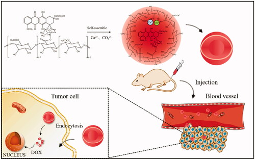 Scheme 1. Schematic illustration of the PDC-NPs.