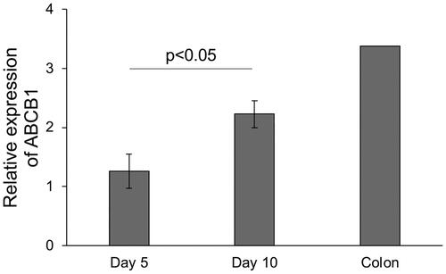 Figure 2. Gene expression level of ABCB1 in canine colonoid-derived monolayers.Gene expression level of ABCB1 was assessed using quantitative reverse transcription polymerase chain reaction (qPCR) and compared between Day 5 and Day 10, with commercially sourced canine colonic tissue as a control. This assessment encompassed three biological replicates, each with three technical replicates. The error bars represent the standard error of the mean (SEM).