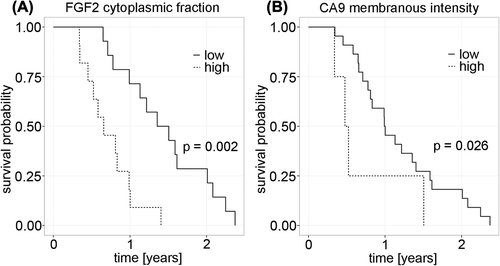 Figure 2. The proteins which could best predict survival time according to cross-validated Kaplan-Meier analyses. The graphs represent the overall survival of patients with high or low levels of the fraction of tumor cells positive for cytoplasmic FGF2 (A) and the intensity of membranous CA9 (B).