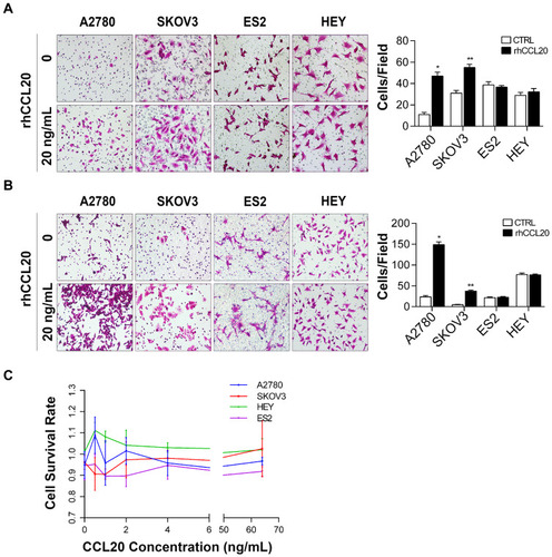 Figure 1 CCL20 treatment selectively promotes ovarian cancer cell migration and invasion.