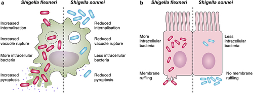 Figure 2. Differences in the interactions with macrophages and epithelial cells between Shigella flexneri and Shigella sonnei. (a) Shigella flexneri (depicted in magenta) shows increased internalization into macrophages mediated by its type 3 secretion system (T3SS), whereas the low internalization of Shigella sonnei (depicted in blue) depends predominantly on phagocytosis. Shigella sonnei also escapes from the shigella containing vacuole less efficiently in comparison to Shigella flexneri, which leads to a reduced cytosolic bacterial count. As a consequence, shigella sonnei induces less macrophage pyroptosis than Shigella flexneri. These differences are attributed to the double layer of O-antigen (found in the LPS and the group 4 capsule) in the cell envelope of Shigella sonnei (b) in contrast to Shigella flexneri infections, characteristic membrane ruffling is not observed upon invasion of epithelial cells by Shigella sonnei. The reduced invasion results in reduced intracellular growth of shigella sonnei compared to Shigella flexneri. Similar to macrophage interactions, these differences are linked to the presence of the double layer of O-antigen in Shigella sonnei.