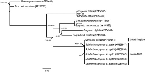 Figure 7. Maximum likelihood (ML) phylogenetic tree based on 799 aligned nucleotides of the nuclear large subunit ribosomal RNA (LSU rDNA) using the TIM3 + G model with Heterocapsa triquetra (Ehrenberg Citation1840) Stein 1883 and Prorocentrum micans as outgroup taxa. Alignment length includes gaps. The numbers at the nodes of the branches indicate the ML bootstrap (left) and Bayesian posterior probability (right) values; only values ≥50% or 0.5 are shown. Genbank accession numbers are provided.