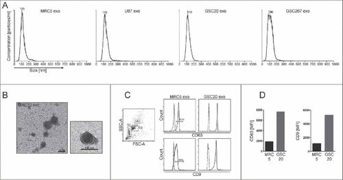 Figure 1. Characterization of exosomes. (A) Representative histograms of exosomes derived from MRC5, U87, GSC20, and GSC267 cells. Axis X = size distribution [nm]. Axis Y = concentration [particles/ml]. (B) Representative transmission electron microscope images of exosomes isolated from GSC20. Scale bar = 100 nm. (C) and (D) Flow cytometric analysis of GSC20 and MRC5 exosomes bound to Dynabeads. (C) Left dot plot FSC-A/SSC-A shows the singlet and bead/exosome complex [G1] and the aggregated bead/exosome complex [G2]. Right histograms were gated on G1. MRC5 and GSC20 exosomes were bound to CD63-coated Dynabeads and stained with isotype controls (dashed line) or CD63-FITC, CD9-Brilliant Violet 510 (solid line), and analyzed by flow cytometry. (D) The mean fluorescence intensity [MFI] of CD63 and CD9 expression in MRC5 and GSC20 exosomes.