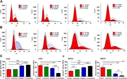 Figure 3 The effects of leonurine combined with cisplatin on the cell cyclin in cervical cancer cells. C33A and MS751 cells were treated with control (treatment with DMSO), leonurine (800μM), cisplatin (5μM), or the co-treatment of leonurine (800μM) and cisplatin (5μM). Cell cycle analysis of (A) C33A and (B) MS751 cells was detected by flow cytometry. The representative images were presented after performing three independent experiments. The data of (C) C33A and (D) MS751 cells are presented as cell frequency percentages at G1 and S phase. Data are expressed as means ± SD from experiments in triplicates. ** P <0.01, *** P < 0.001. PI: propidium iodide. G1 phase: Gap 1 phase, the cell grows in size and synthesizes mRNA and proteins that are required for DNA synthesis. G2 phase: Gap 2 phase, cell is rapid growth and synthesizes proteins and prepares for mitosis. S phase: synthesis phase, DNA is replicated, occurring between G1 phase and G2 phase.