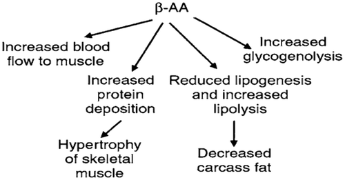 Figure 15. Metabolic effects of β-adrenergic agonists (Squires, Citation2011).