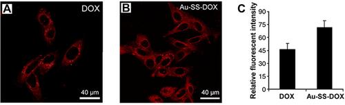 Figure 3 Intracellular distribution of free DOX and Au-SS-DOX in HepG2-R cells. Confocal images of cells treated with (A) free DOX and (B) Au-SS-DOX showing distribution of DOX-derived fluorescence (red). (C) Intracellular DOX fluorescence intensity in HepG2-R cells after exposure to free DOX and Au-SS-DOX for 24 hours. Reprinted from Nanomedicine, 8(2), Gu YJ, Cheng J, Man CW, Wong WT, Cheng SH. Gold-doxorubicin nanoconjugates for overcoming multidrug resistance. 204–211, copyright 2012, with permission from Elsevier.Citation34
