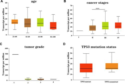 Figure 2 The association of GNG11 mRNA expression with clinical characteristics of patients with ovarian serous cystadenocarcinoma. (A) Age; (B) cancer stage; (C) tumor grade; (D) TP53 mutation status. ***P<0.001.