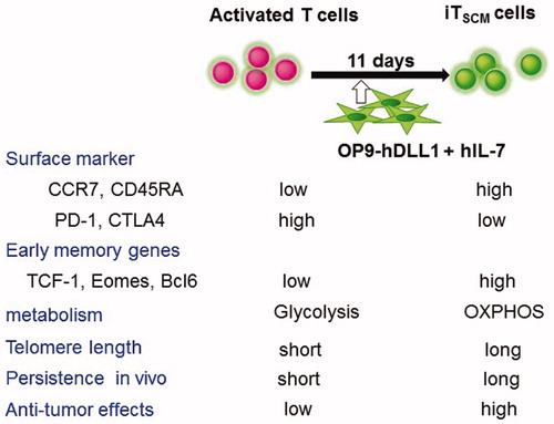 Figure 5. Summary of phenotypes and anti-tumor activity of activated T cells and iTSCM cells. Antigen-specific activated human CD8+ T cells were co-cultured with OP9-hDLL1 cells in the presence of IL-7 for 11 days. Surface markers, memory genes, metabolism, and anti-tumor effects in NOG mice are shown.