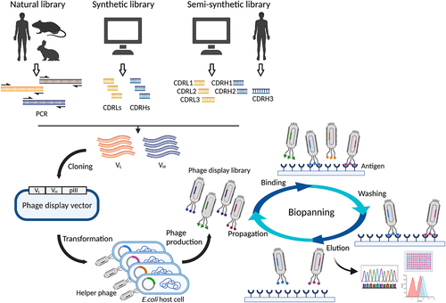 Figure 1. Types of antibody phage display libraries (upper left panel), library construction (lower left panel) and antibody selection (right panel). According to source of diversity, antibody phage display libraries can be categorized into three types: natural library, synthetic library, and semisynthetic library. In a typical phagemid system, variable regions of light and heavy chains, either cloned from a natural immunoglobulin repertoire or designed and synthesized in vitro, are cloned into a phage display vector (phagemid), with one of the chains genetically fused to pIII of phage for display. The library pool is then transformed to E.Coli host cells. By infection with helper phage, which provides all the components for phage production, a phage library is generated. Taking solid-phase panning as an example, the phage library is incubated with immobilized antigen. After washing, nonspecific phages are removed and antigen-specific phages stay with the antigen. The bound phages are then dissociated from the antigen by diverse methods, e.g., low-Ph elution, enzymatic cleavage. Lastly, eluted phages are subjected to propagation in E.Coli host cells. After iterative rounds of panning, antigen-specific clones are enriched. Typically, output phages from middle and late rounds of panning are subjected to sequencing and binding characterization for obtaining both sequence diversity and high affinity, respectively.