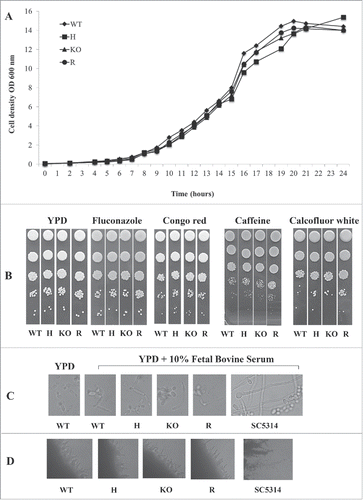 Figure 2. Phenotypic analysis of C. parapsilosis strains. (A). Growth curve of wild type strain (WT, ATCC22019), CpALS7 heterozygous (H), null (KO) and reconstituted (R) strains in YPD medium at 37°C. (B). Susceptibility to cell wall perturbing agents of the C. parapsilosis strains was evaluated by spot assay, on YPD agar supplemented with the following compounds: fluconazole (0.5 mg/l), congo red (1 mg/l), caffeine (5 mM); calcofluor white (20 mg/l). Approximately 1 × 106 cells and 10 fold dilutions were spotted on different media. Plates were incubated at 30°C (Fig. S1) or 37°C for 48 h, and visually inspected. Experiments were performed in duplicate, with similar results. (C). Production of pseudohyphae by CpALS7 mutant strains. C. albicans SC5314 was also included as positive control. Morphogenesis was induced in YPD broth in presence of 10% FBS. Following 24 h of incubation at 37°C, 10 μl of each culture was directly observed with an optical microscope at 400 × magnification. (D). The ability to produce filaments was also visualized on colony borders grown on spider agar. Photographs were taken following 7-day incubation at 37°C. C. albicans SC5314 represented a positive control for morphogenesis.