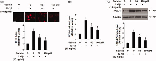 Figure 1. Salicin ameliorates IL-1β-induced oxidative stress in human primary retinal endothelial cells (RECs). (A) The cellular reactive oxygen species (ROS) was stained by dihydroethidium (DHE); Scale bars, 100 μm. (B) The expression of NOX-4 at the mRNA levels was determined by real-time PCR. (C) The expression of NOX-4 at the protein levels was determined by western blot analysis. Cells were treated with IL-1β (10 ng/mL) in the presence or absence of salicin (50 and 100 μM) for 48 h (*, #, $, p < .01 vs. previous column group, n = 5–6).