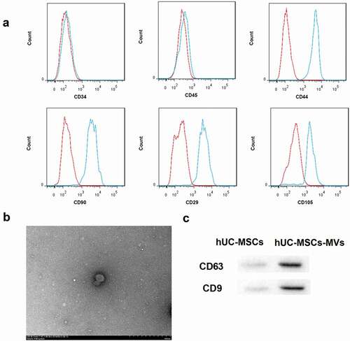 Figure 1. Identification of hUC-MSCs and hUC-MSCs-MVs. (a) Analysis of the immunophenotype of hUC-MSCs by flow cytometry. hUC-MSCs were positive for CD44, CD90, CD29, and CD105, while negative for CD34, CD45. (b) Morphology of hUC-MSCs-MVs under a transmission electron microscope. Scale bar, 500 nm. (c) Western blot analysis on the expression of the MVs markers CD63 and CD9.