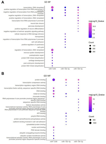 Figure 8 Gene Ontology enrichment analysis of the three miRNAs. (A) Target-related Gene Ontology (GO) enrichment results in biological process of the three miRNAs. (B) Target-related Gene Ontology (GO) enrichment results in molecular function of the three miRNAs.