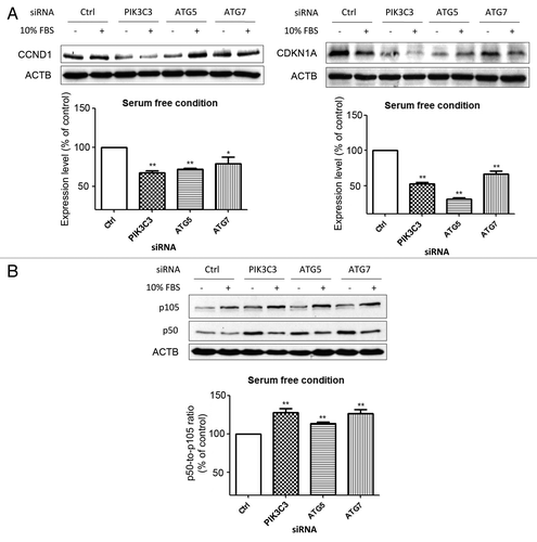 Figure 5. Enhanced proteolytic degradation or cleavage of ubiquitin-independent proteasomal substrates upon autophagy inhibition in serum-deprived SW1116 cells. (A) The effect of knockdown of autophagy-related genes (PIK3C3, ATG5, and ATG7) on the protein levels of CCND1 and CDKN1A at 72 h post-transfection. (B) siRNA-mediated inhibition of autophagy enhanced proteasomal cleavage of NFKB from p105 to p50. *P < 0.05; **P < 0.01 significantly different from respective control group. Results were averaged and blots were representative of 3 independent experiments.