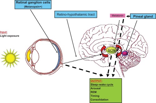 Figure 1 The master clock in the suprachiasmatic nucleus (SCN) controls the timing of the sleep–wake cycle as well as promotes arousal, REM sleep, and sleep consolidation. Light resets the oscillations in the SCN through a mechanism involving melanopsin-containing retinal ganglion cells that project directly to the SCN via the retino-hypothalamic tract. Through an indirect pathway, circadian information reaches the pineal gland where the hormone melatonin is produced, which also can shift the phase of oscillations in the SCN. Both melatonin and neural information from retinal ganglion cells can also directly act on the sleep–wake system itself. Thus, light input and the circadian system work together to modulate properties of the sleep–wake cycle. The thin, dotted arrows represent the input pathways directly connected to the oscillatory central pacemaker in the SCN (denoted by rotating arrows). Bold-dashed arrows represent the different output pathways affecting the sleep–wake cycle. Both light and melatonin comprise aspects of the central circadian input pathway as well as the output signal controlling sleep–wake behavior.