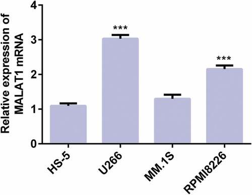 Figure 1. The MALAT1 mRNA expression in HS-5, U266, MM.1S and RPMI8226 cells analyzed by RT-qPCR. ***P < 0.001 vs. HS-5 cells