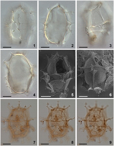 Plate 6. 1–6. Dual interference photomicrographs (1–4) and scanning electron micrographs (5, 6) of Spiniferites elongatus – Norwegian morphotype, from late Pleistocene (Marine Isotope Stage 5e) sediments from the Vøring Plateau, Norwegian Sea. 7–9. Newly produced photomicrographs of the Miocene specimen from Japan that had been designated the holotype of Spiniferites ellipsoideus, herein considered a junior synonym of Spiniferites elongatus. Figures 7–9 courtesy of Kazumi Matsuoka, with kind permission. Scale bars = 10 µm.
